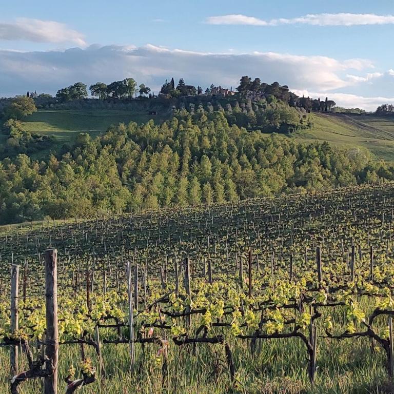 Il Giardino del Chianti - One-Bedroom Standard Apartment - 16