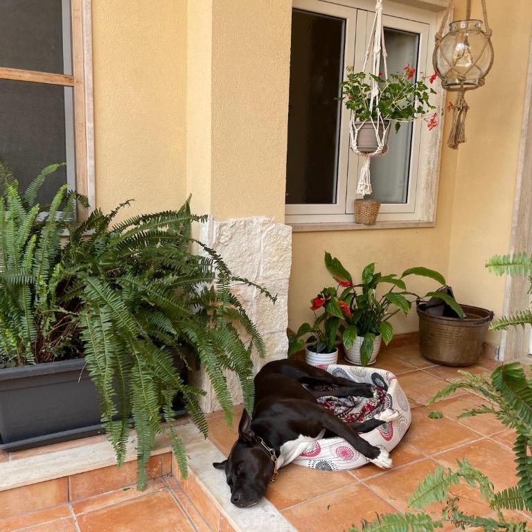 L’abete bianco - One-Bedroom Apartment - 31