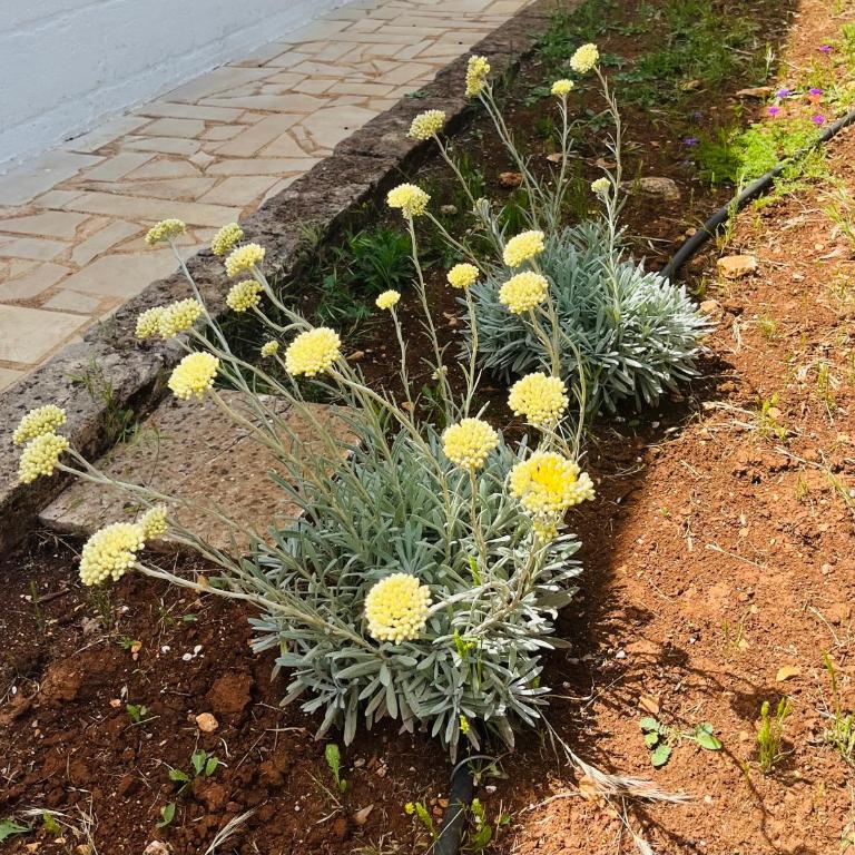 Dimora Bianchemura - Villa con 3 Camere da Letto - 49