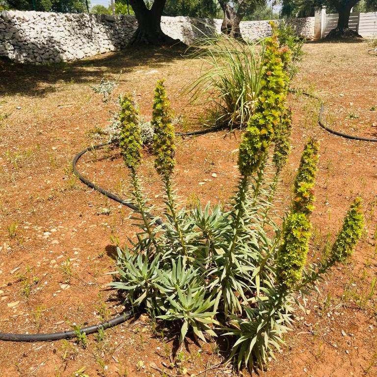 Dimora Bianchemura - Villa con 3 Camere da Letto - 48
