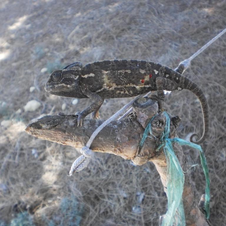En Finca Las Dunas dos Chalets con jacuzzis en primera linea de playa , uno de 4 dormitorios y otro de 2 dormitorios, Llama al Seiscientos veintisiete Cuatrocientos diecisiete Trescientos noventa y ocho - Bungalow frente a la playa - 19