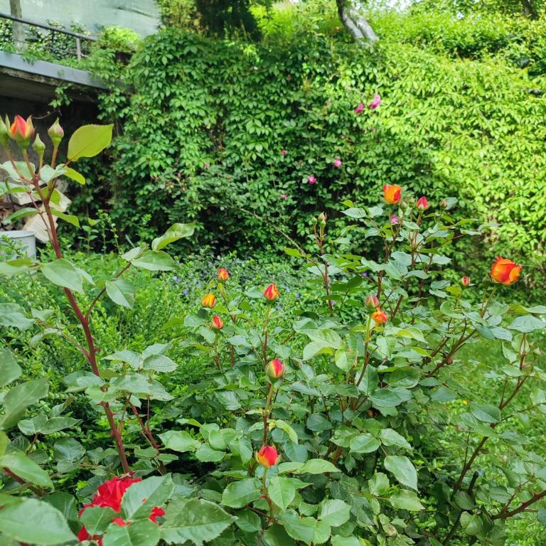 Garden House - Kuća sa 4 Spavaće Sobe - 53