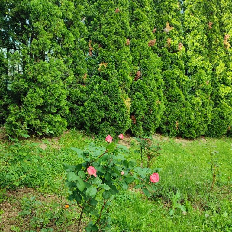 Garden House - Kuća sa 4 Spavaće Sobe - 56