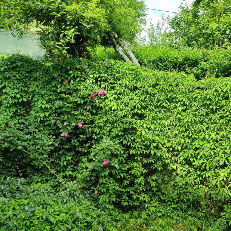 Garden House - Kuća sa 4 Spavaće Sobe - 55