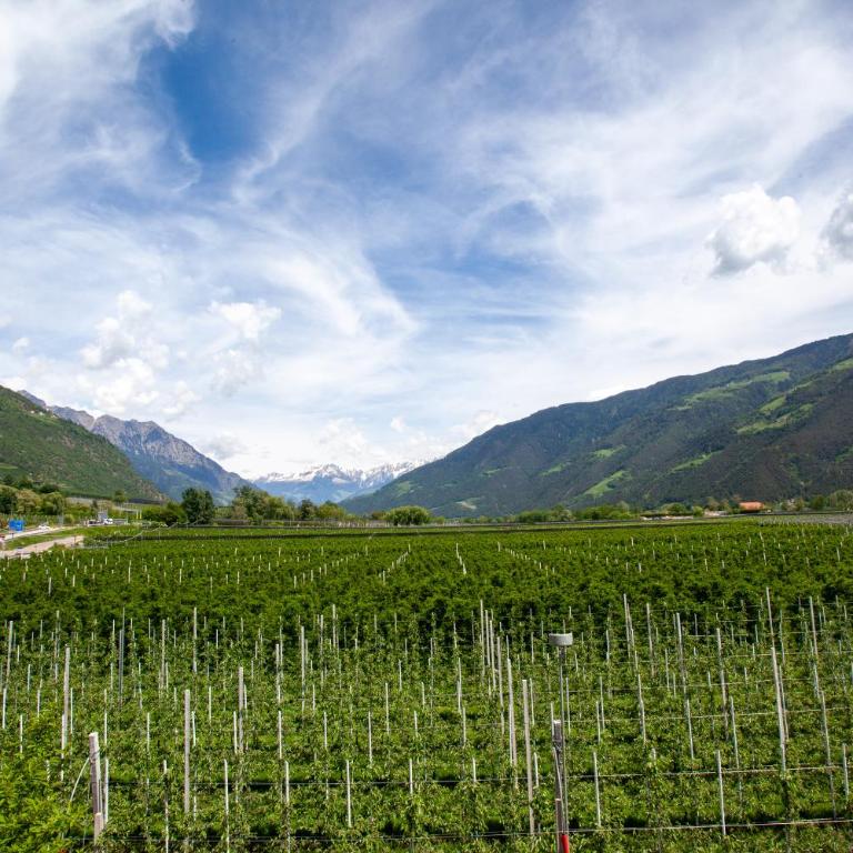 Hof Schupfer - Alpstay - Appartement 1 Chambre - 10