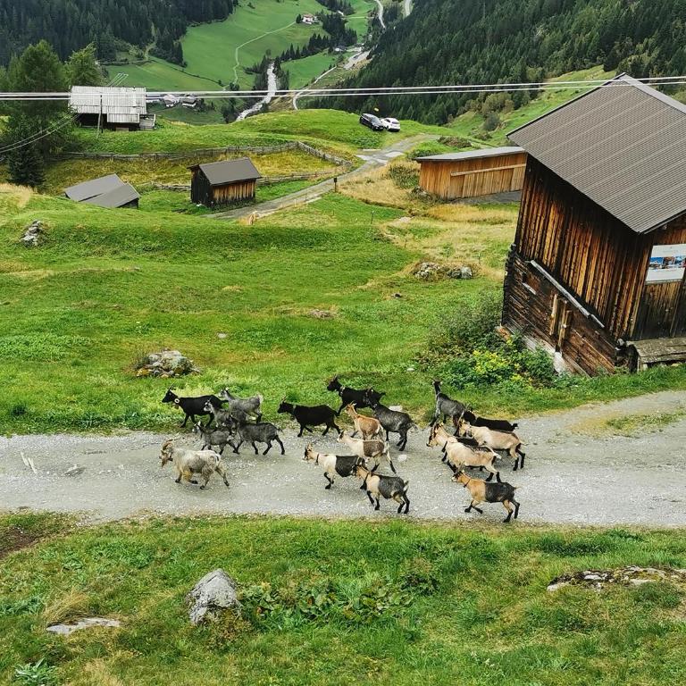 Almhütte Chrisanten Thaya Sölden - Chalet - 26
