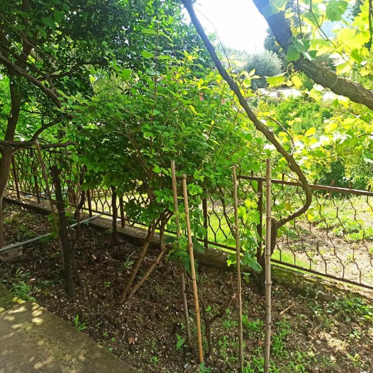 Apartmani Vučević - Apartman sa 1 Spavaćom Sobom - 19