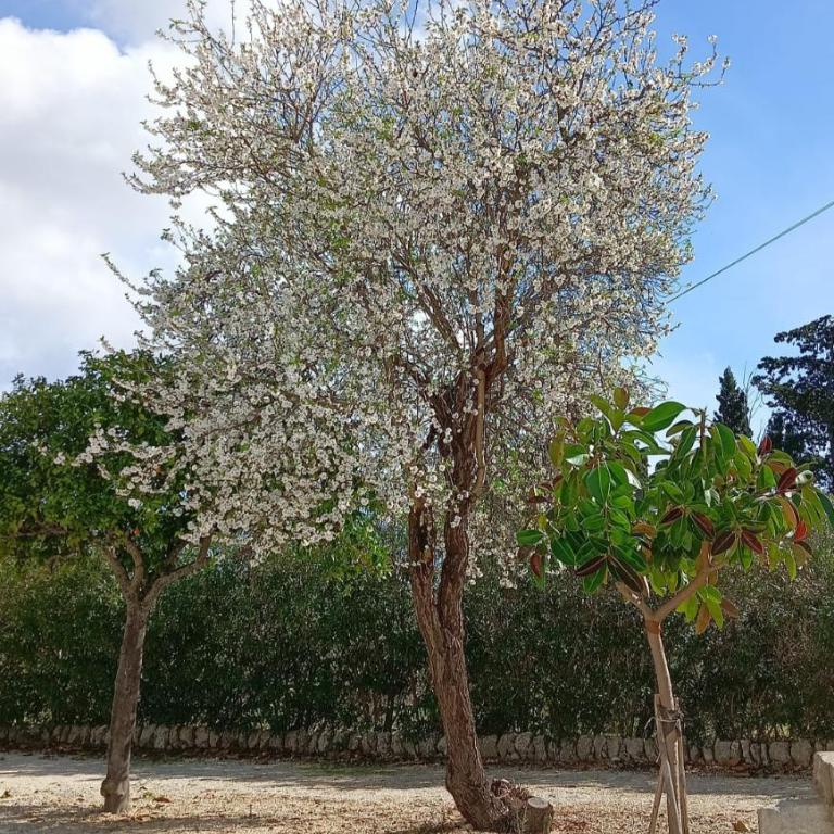 GELSOMINO SIRACUSA - Appartamento con 2 Camere da Letto - 16