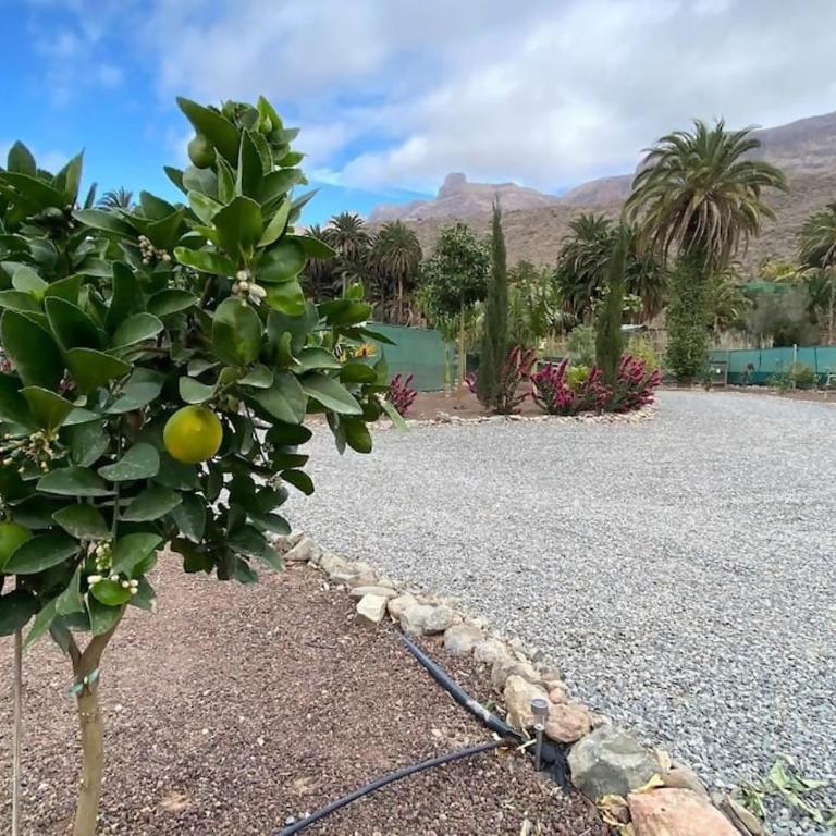 Country House Near Fataga & Maspalomas - Apartamento de 2 dormitorios - 37