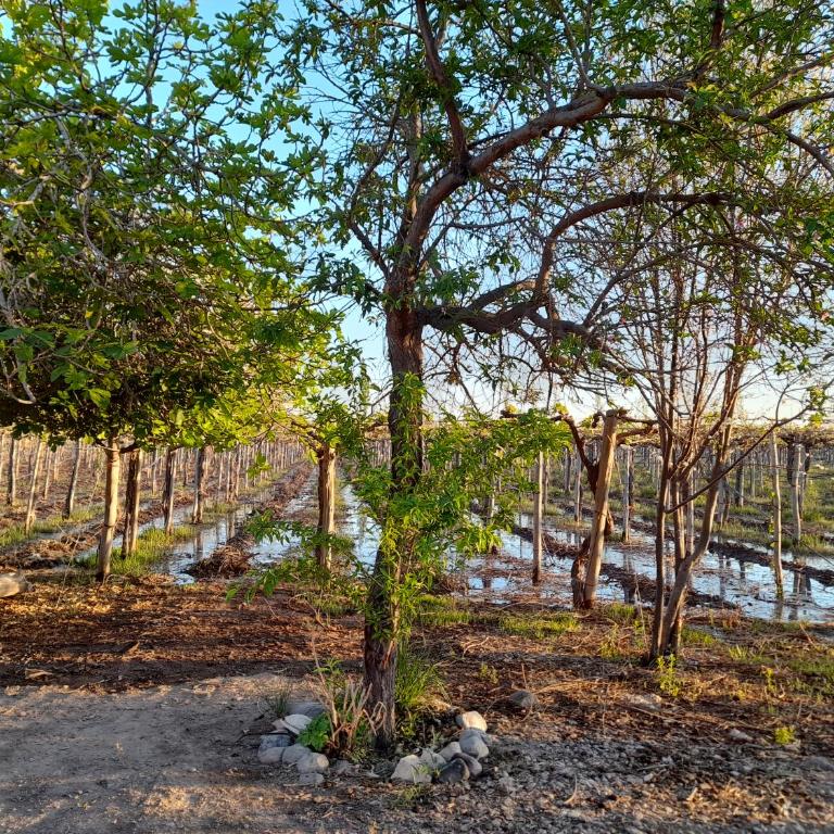 Viñedos del Este - Casa de 2 dormitorios - 1