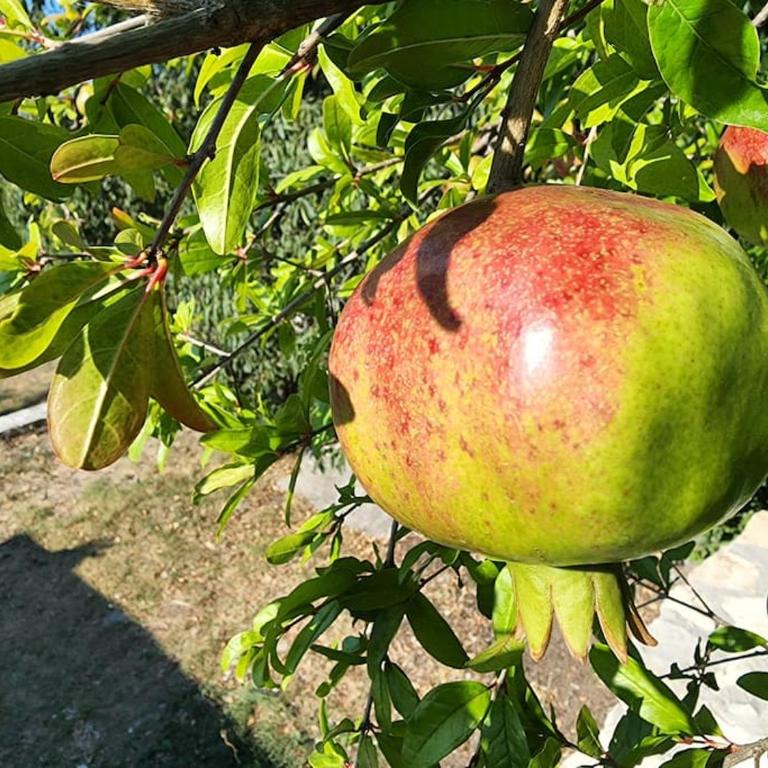 Boka Fig Village Rustic luxury with a view & pool - Villa - 37