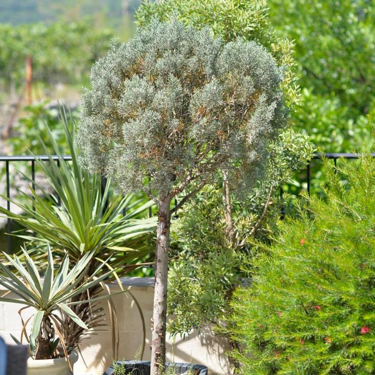 Apartments Boka Blue Dobrota Kotor - Apartment with Terrace - 13
