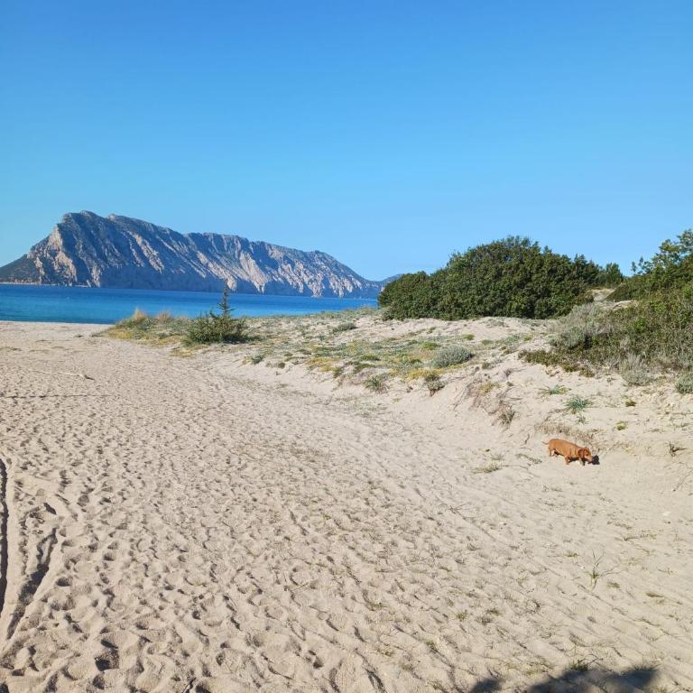 Villino B1 - IL MARE IN UNA STANZA - Bungalow - 38