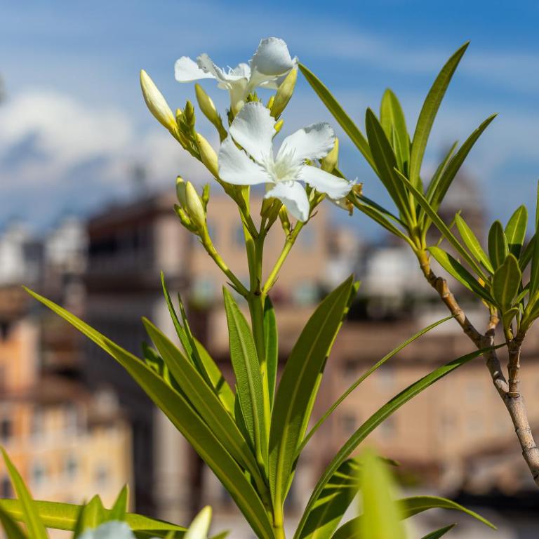 iFlat Campo de' Fiori Panoramic Penthouse - Appartamento con 1 Camera da Letto - 16