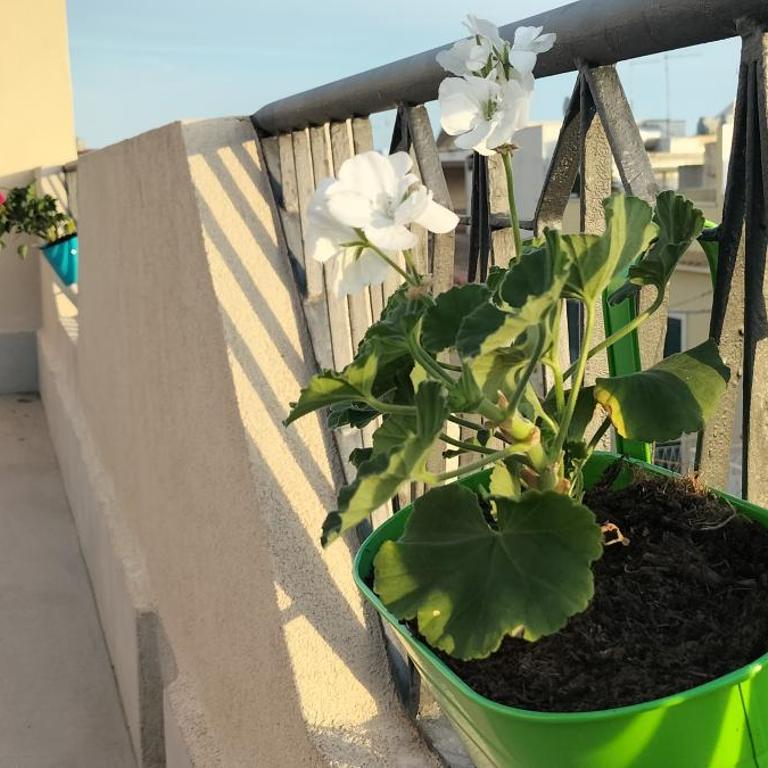 Perla marina - Appartamento con 2 Camere da Letto e Terrazza - 11