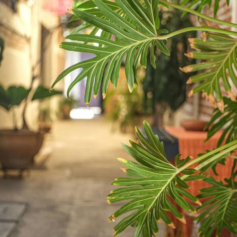 The Roots Flat Oaxaca Centro - One-Bedroom Apartment - 13