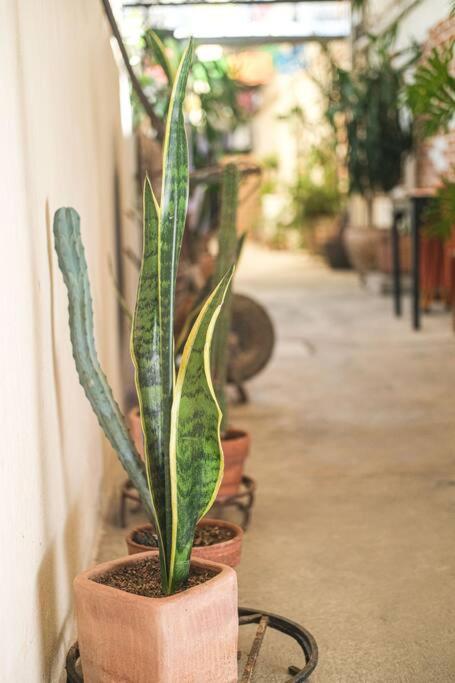 The Roots Flat Oaxaca Centro - One-Bedroom Apartment - 33