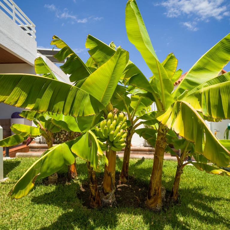 Banana House in Top Location by CanaryScape - Three-Bedroom House - 43