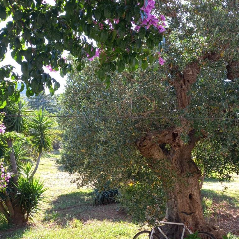 Trullichiru - Casa con 2 Camere da Letto - 18