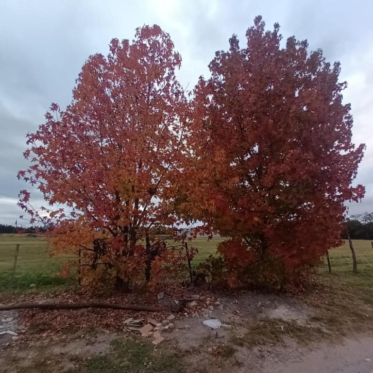 Depa del Sur - Two-Bedroom Apartment - 1