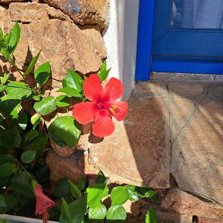 Villino B1 - IL MARE IN UNA STANZA - Bungalow - 19