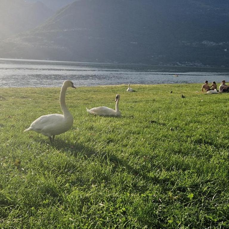 Dany Lodge Lago di Como - Maisonette-Apartment - 54