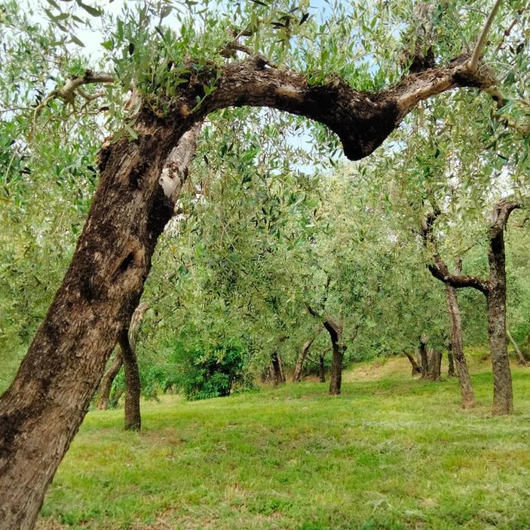 Lombardi Rita - Colle S. Martino - Appartamento con 2 Camere da Letto e Patio - Su 2 Livelli - 5