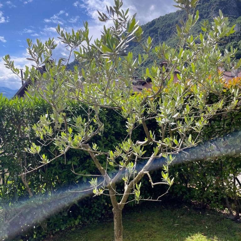 Comacina Villa - Villa - 56