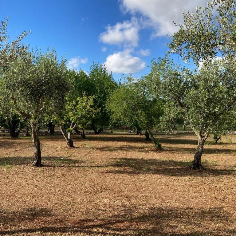 Antica Tenuta dei Trulli - Casa Vacanze con Piscina - 12