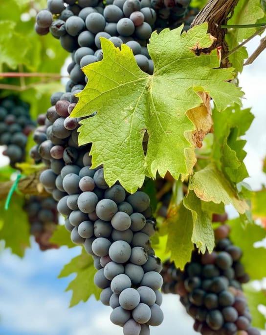 Bergerie dans les Vignes - Villa 2 Chambres - 21
