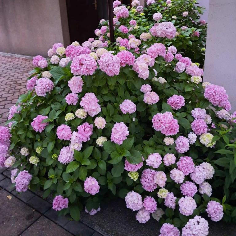 Apartment Beso - Two-Bedroom Apartment - 5