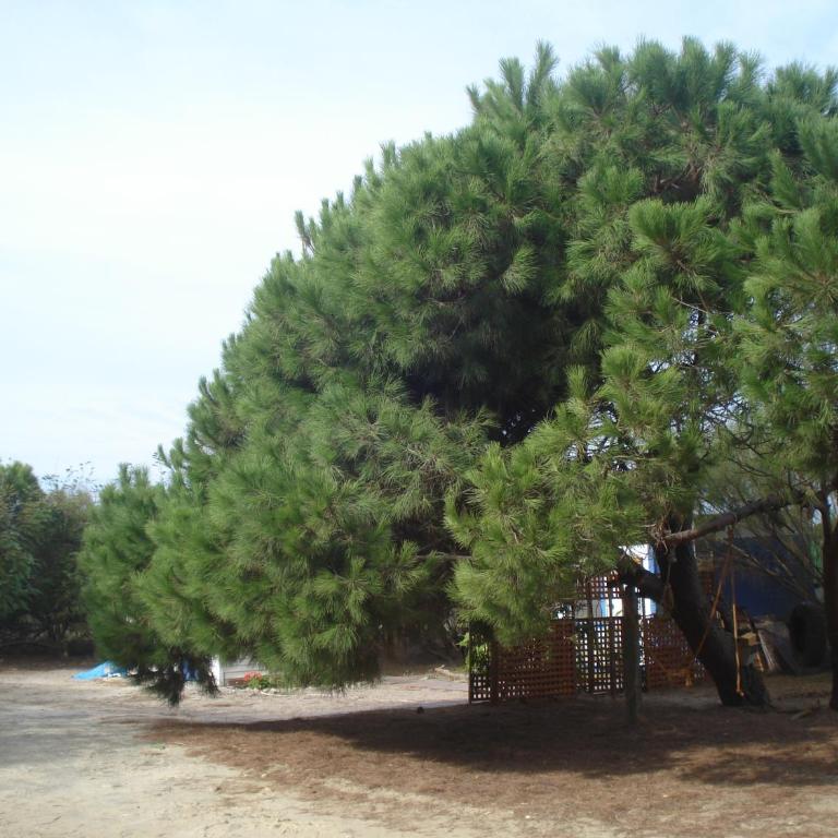En Finca Las Dunas dos Chalets con jacuzzis en primera linea de playa , uno de 4 dormitorios y otro de 2 dormitorios, Llama al Seiscientos veintisiete Cuatrocientos diecisiete Trescientos noventa y ocho - Bungalow frente a la playa - 15
