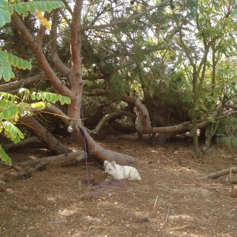 En Finca Las Dunas dos Chalets con jacuzzis en primera linea de playa , uno de 4 dormitorios y otro de 2 dormitorios, Llama al Seiscientos veintisiete Cuatrocientos diecisiete Trescientos noventa y ocho - Bungalow frente a la playa - 18