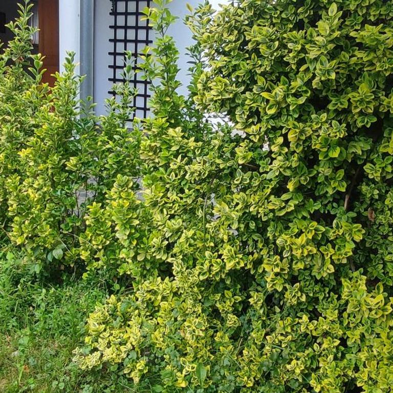 Garden House - Kuća sa 4 Spavaće Sobe - 57