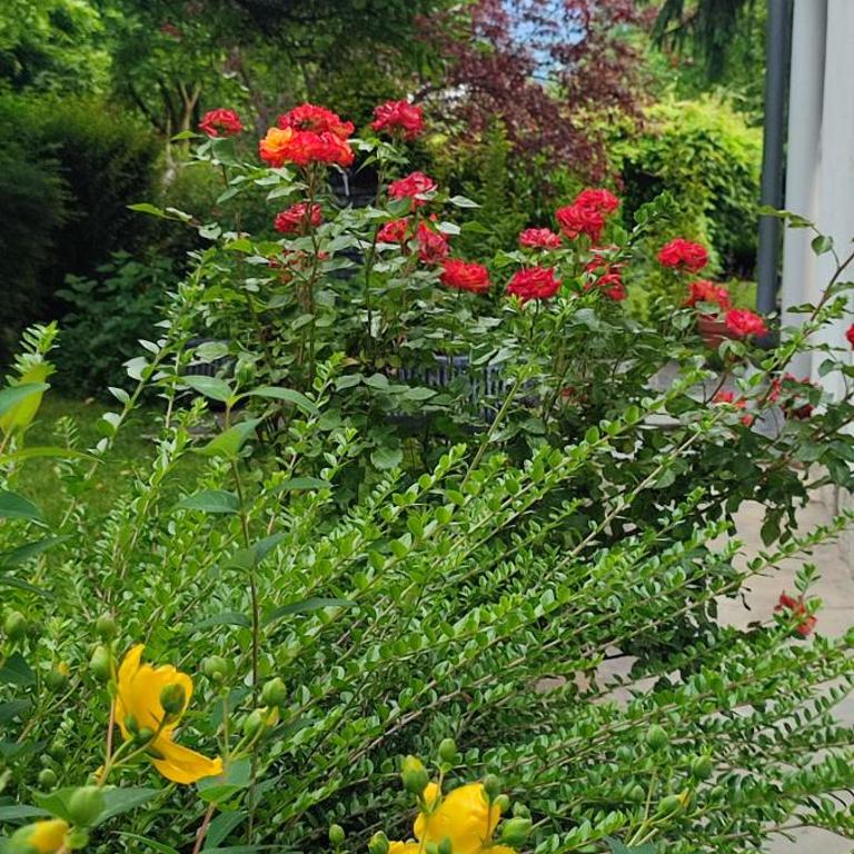 Garden House - Kuća sa 4 Spavaće Sobe - 63