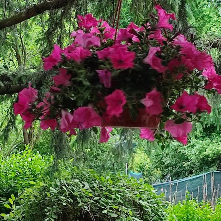 Garden House - Kuća sa 4 Spavaće Sobe - 60
