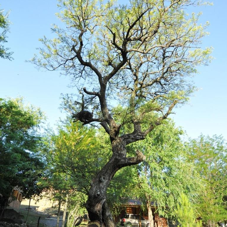 Bosque Encantado Cabañas - Casa con 1 dormitorio - 23