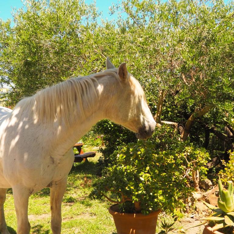 Tarifa Apartement Horses and Nature - Apartamento de 2 dormitorios - 47