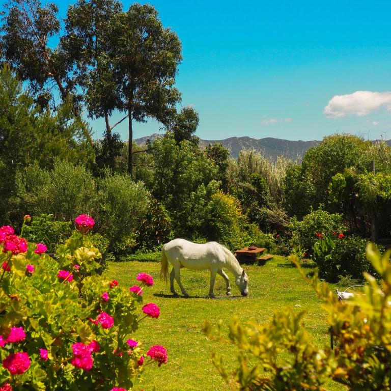 Tarifa Apartement Horses and Nature - Apartamento de 2 dormitorios - 38