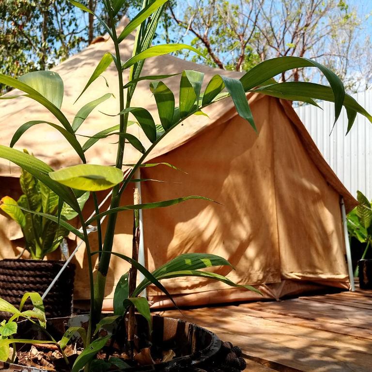 Cozumel Glamping - Tienda - 37