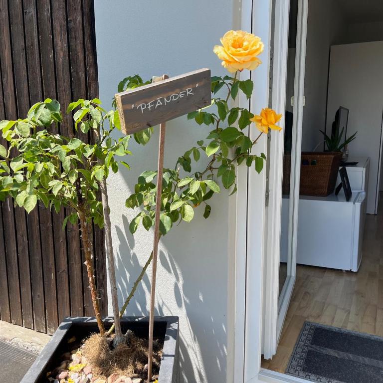 Panorama-Haus Appartment PFÄNDER - Bergblick, Badezimmer, Kitchenette, eigene Sonnenterrasse - Studio-Apartment - 17