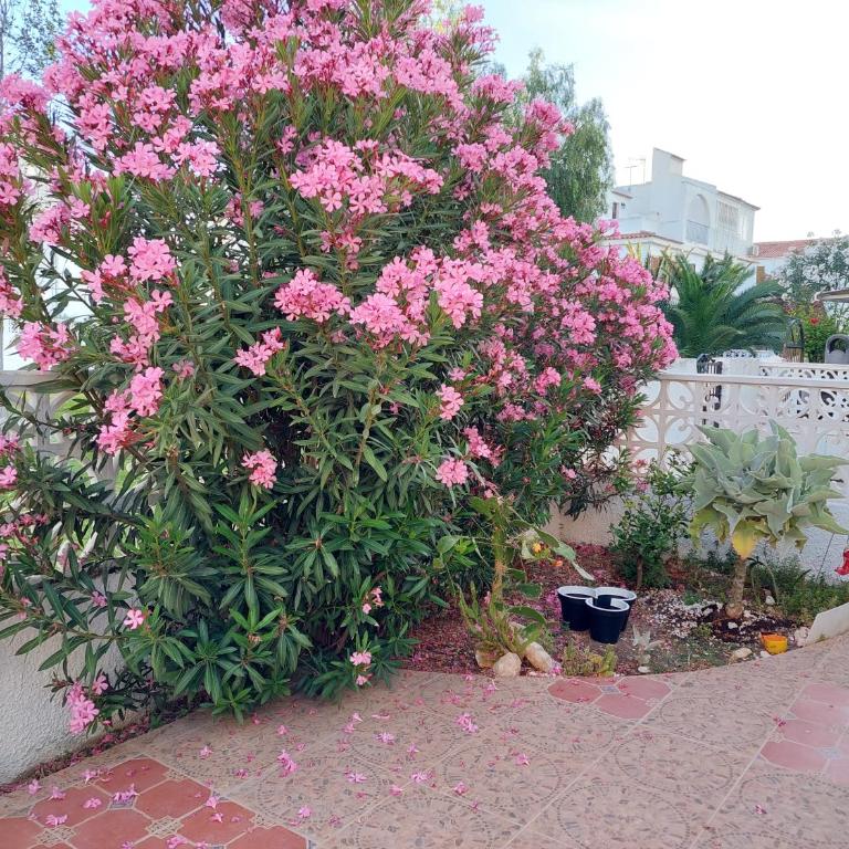 Haus am Meer - Casa de 2 dormitorios - 21
