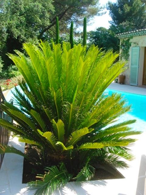 Villa Pokade climatisée de 235 m2 piscine sans vis à vis grand jardin totalement clos - Villa - 52