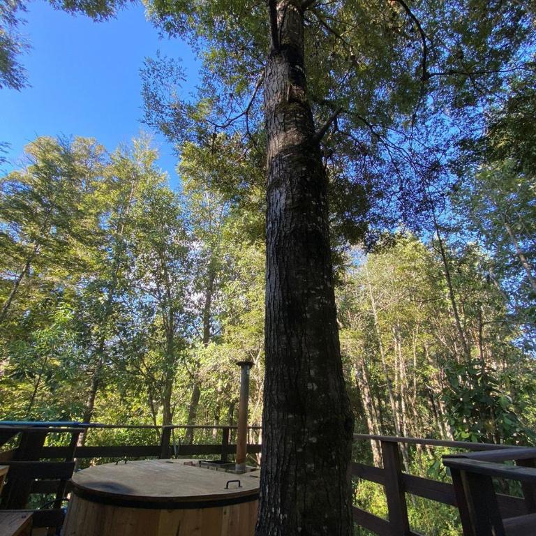 Hermoso domo en altura entre el bosque nativo + tinaja privada - Apartment - 12