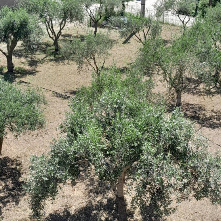 Apartmani Radmanovic - Deluxe One-Bedroom Apartment - 8