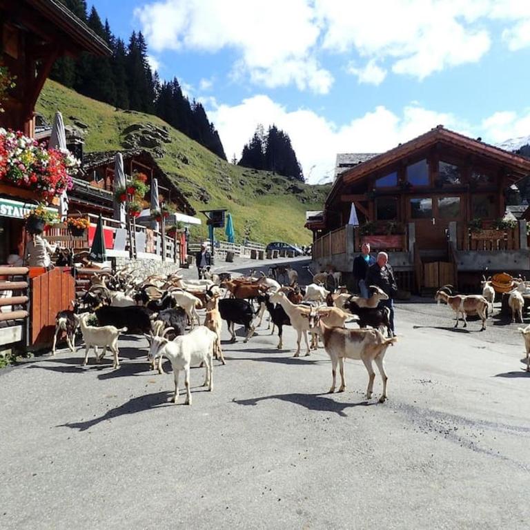 Appartement Portes du Soleil à Le Biot avec ménage et WIFI inclus - Appartement 2 Chambres - 21