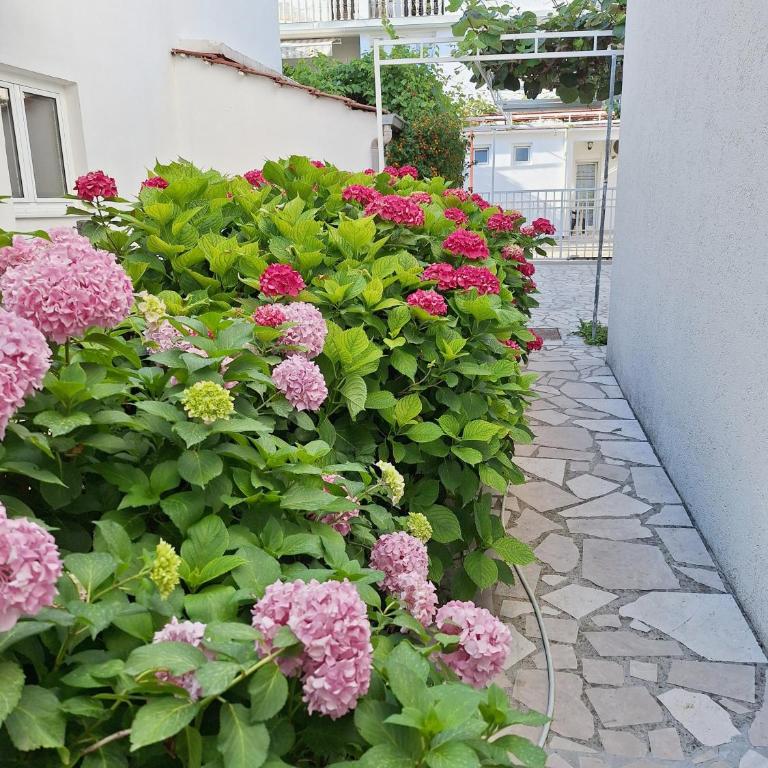Apartmani Hortenzija - Apartman - 13