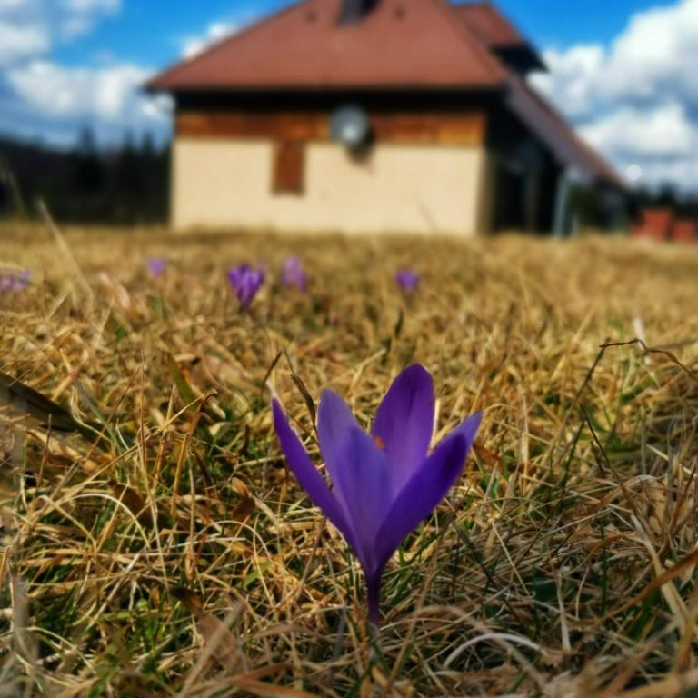 Planinska kuća Maksimović - Kuća sa 3 Spavaće Sobe - 4
