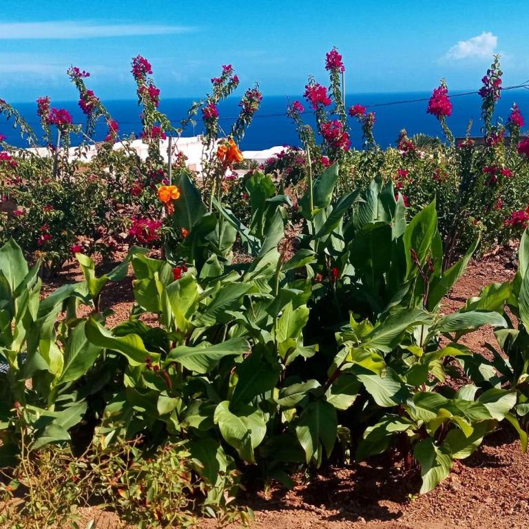 Dammuso Pantelleria - Fiori D'Ossidiana - Apartment mit 1 Schlafzimmer - 33