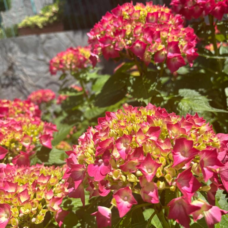 Ortensia Lake Como - perfect for couple and pets - Casa con 1 Camera da Letto - 29